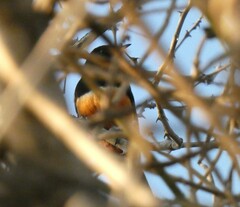 Thamnolaea cinnamomeiventris