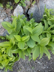 Veratrum viride