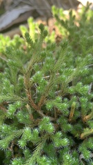 Selaginella rupestris