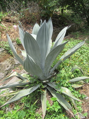 Agave atrovirens
