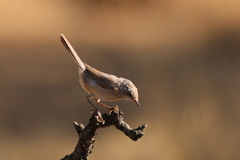 Curruca iberiae