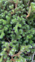 Selaginella rupestris