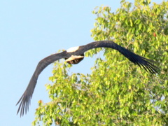 Haliaeetus vocifer
