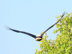 Haliaeetus vocifer