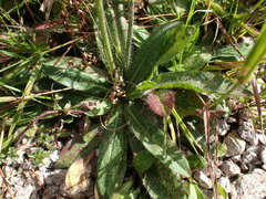 Pilosella aurantiaca