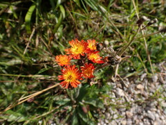 Pilosella aurantiaca