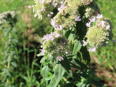 Pycnanthemum verticillatum
