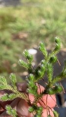 Selaginella rupestris