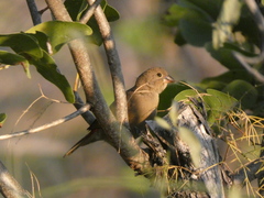 Lagonosticta senegala