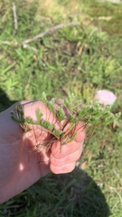Selaginella rupestris