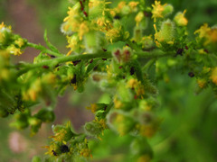 Rhopalomyia anthophila