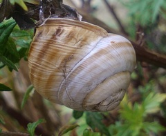 Caucasotachea vindobonensis