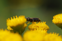 Hylaeus