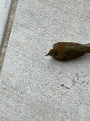 Hylocichla mustelina