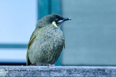Meliphaga lewinii