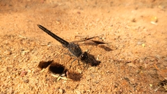 Brachythemis leucosticta