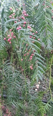 Schinus molle