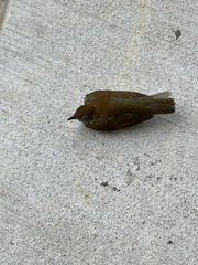 Hylocichla mustelina