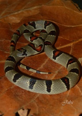 Lampropeltis greeri