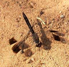 Brachythemis leucosticta