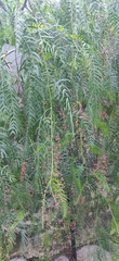 Schinus molle