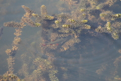 Scardinius erythrophthalmus
