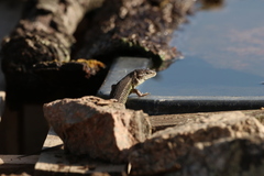 Psammodromus algirus