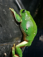 Agalychnis dacnicolor