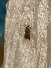 Tachystola acroxantha