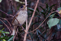 Sericulus chrysocephalus