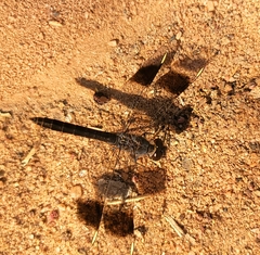 Brachythemis leucosticta