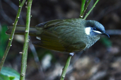 Meliphaga lewinii