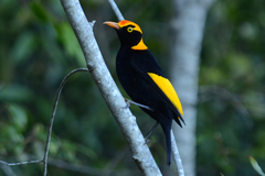 Sericulus chrysocephalus