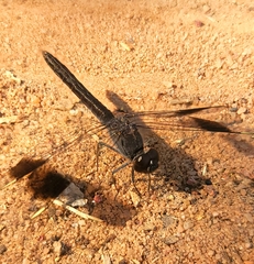 Brachythemis leucosticta