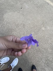 Ruellia nudiflora