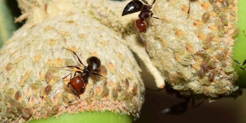 Thelaxes suberi
