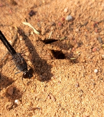Brachythemis leucosticta