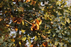 Combretum