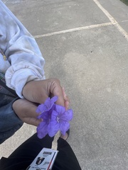 Ruellia nudiflora