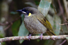 Meliphaga lewinii