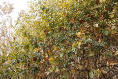 Combretum