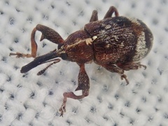 Anthonomus bituberculatus