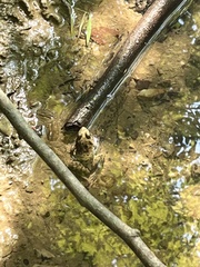 Lithobates clamitans