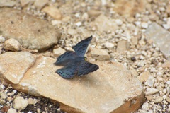 Lasaia sessilis