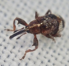 Anthonomus bituberculatus