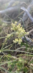 Asclepias verticillata
