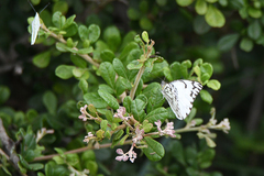 Belenois gidica abyssinica