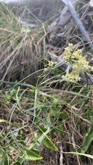 Asclepias verticillata