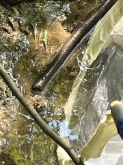 Lithobates clamitans