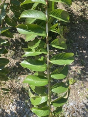 Wilsonomyces carpophilus